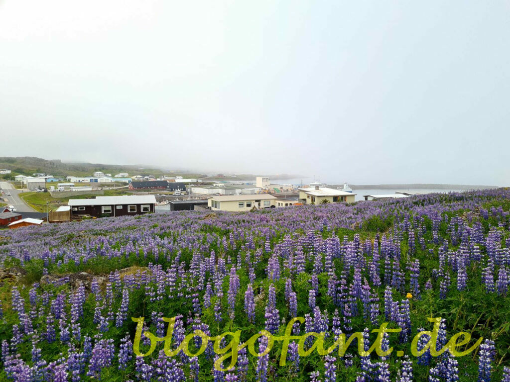 Djúpivogur auf eigene Faust erkunden