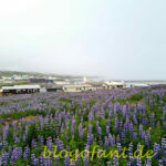 Djúpivogur auf eigene Faust erkunden