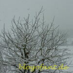 Winterlandschaft in Österreich, Winterlandschaft in der Steiermark, eingeschneiter Baum, Schnee, Schneefall, Winter